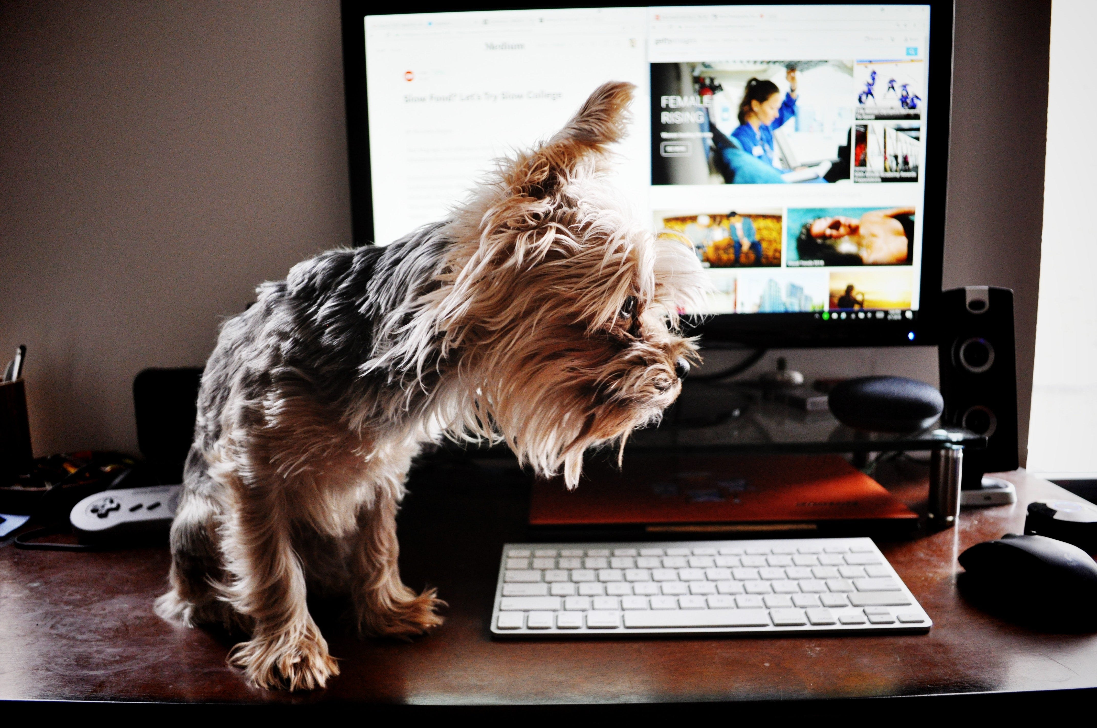 Dog sitting on home office desk